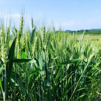 SILVIJA – ozima pšenica, Bosanska Bojna kod Velike Kladuše