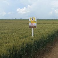Dani polja pšenice i ječma Poljoprivrednog Instituta Osijek