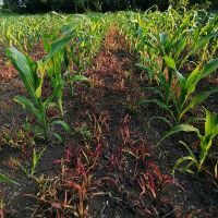 Efikasnost herbicida TALISMAN na uskolisne korove u usjevu kukuruza