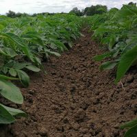 Efikasnost zemljišnog tretmana herbicidima ZANAT + VELTON u usjevu krompira