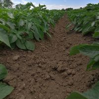 Efikasnost zemljišnog tretmana herbicidima ZANAT + VELTON u usjevu krompira