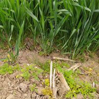 Izuzetna efikasnost herbicida XANADU u usjevu pšenice, Crnjelovo kod Bijeljine
