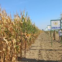 Dane polja kukuruza, soje i suncokreta PI OSIJEK u Djakovu