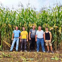 Hibridi kukuruza PI OSIJEK u Smeberiji