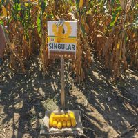 Dani polja kukuruza PI OSIJEK u Velikoj Obarskoj