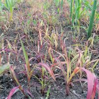 Efikasnost herbicida TALISMAN na uskolisne korove u usjevu kukuruza