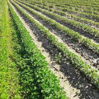 Razlika između tretiranog dijela sa zemljišnim herbicidima BASAR+VELTON i ne tretiranog dijela parcele u usjevu soje