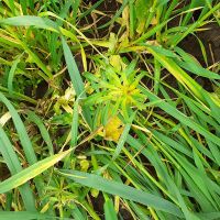 Izuzetna efikasnost herbicida XANADU u usjevu pšenice