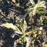 Efikasnost herbicida SKAUT na širokolisne korove u usjevu kukuruza